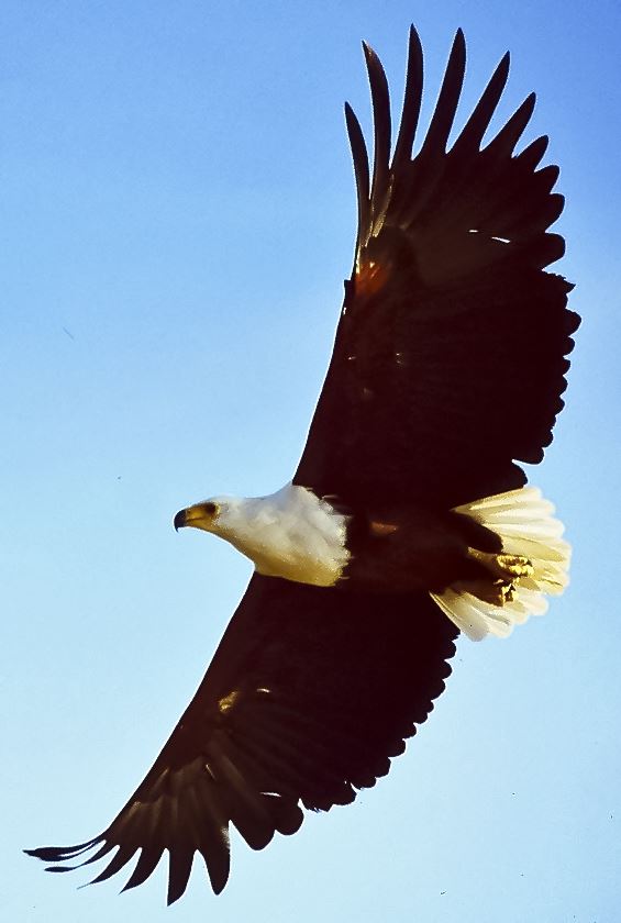 Flying Eagle